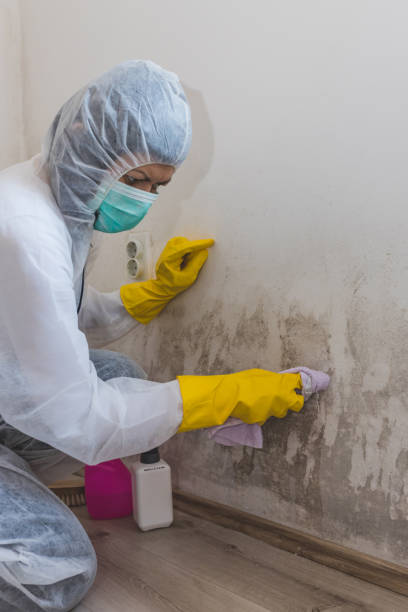 Best Air Quality Testing for Mold Spores  in South Kensington, MD