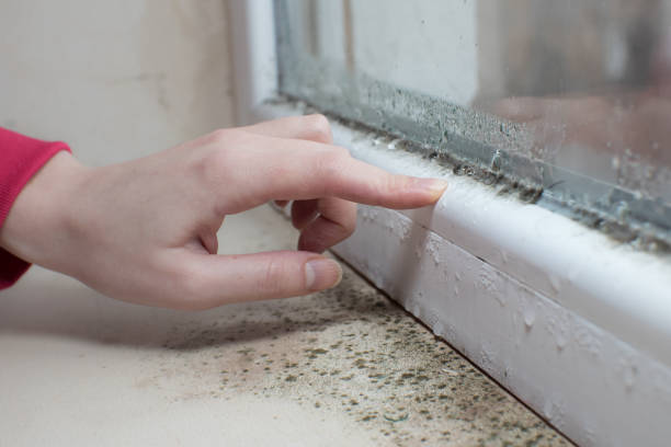 Best Basement Mold Removal  in South Kensington, MD